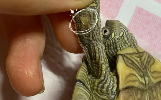 乌龟腐皮如何处理?聊一下简单且稳妥的处理方法