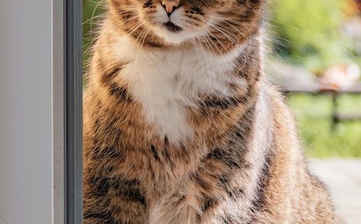 肥胖呆萌欧洲短毛猫摄影图片