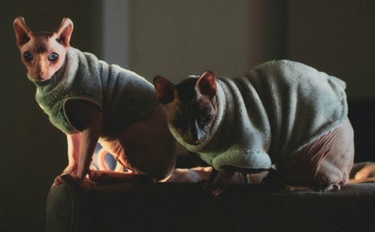 两只无毛猫图片