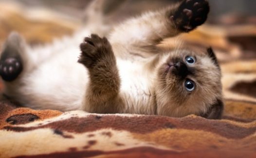 可爱暹罗猫图片