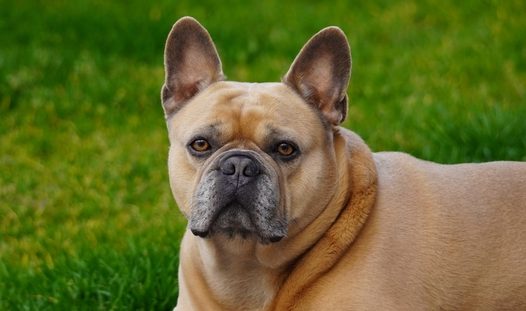 趴在草丛的法国斗牛犬图片