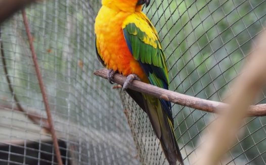 彩色小鹦鹉图片