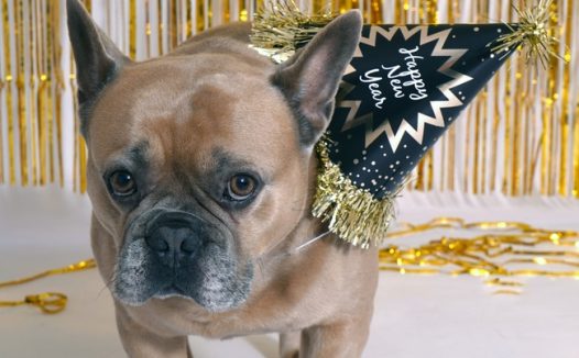 戴着庆祝帽子的法国斗牛犬图片