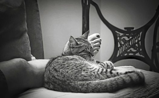 黑白单色调小猫咪摄影图片