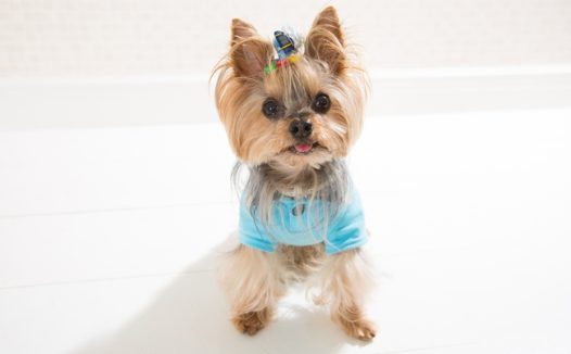 可爱呆萌约克夏犬图片