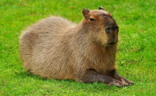 柠檬刺毛天竺鼠图片