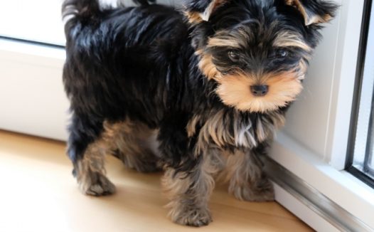 约克夏宠物犬图片