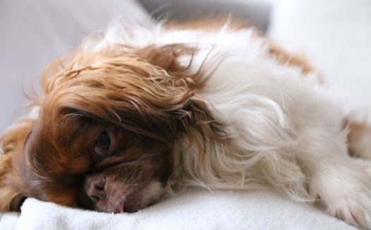 可爱宠物小狗图片