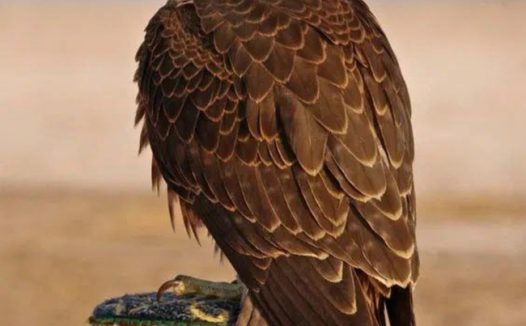 野生猛禽皮尔猎鹰摄影图片