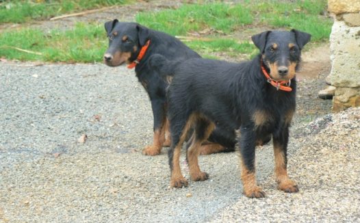 两只小猎犬图片