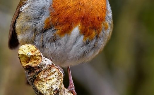 胖乎乎的野生知更鸟摄影图片