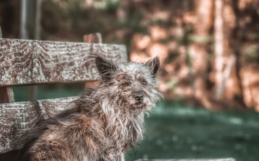 老山小猎犬图片
