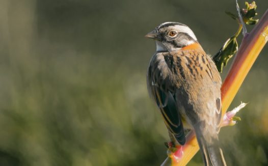 红领麻雀鸟图片