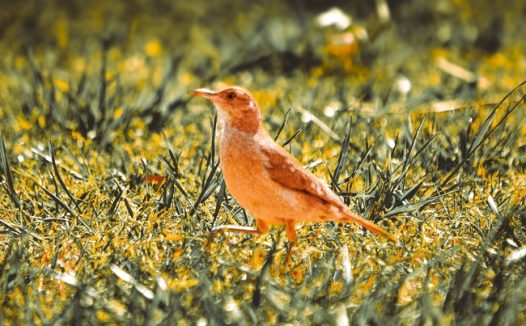 春日午后停落在草地上的小鸟图片
