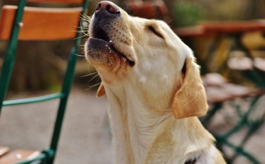 大拉布拉多猎犬图片