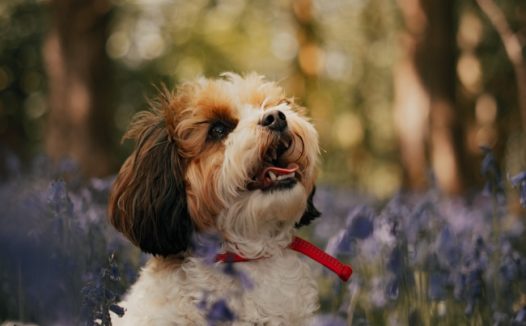 可爱宠物狗狗写真图片