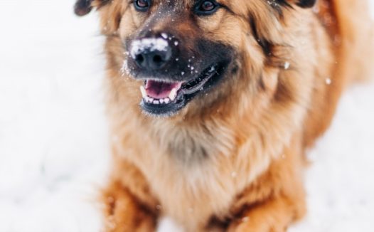 田园犬雪地宠物写真图片
