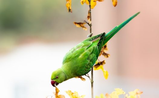 站在树枝上的绿鹦鹉摄影图片
