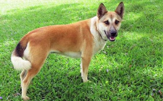 狗一直摇尾巴是什么意思