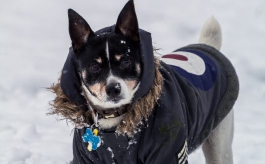 雪地里的柴犬图片