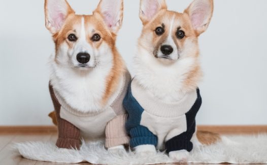 两只可爱狗狗图片