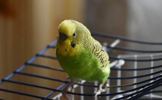 绿色鹦鹉可爱图片