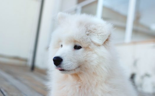 纯白色萨摩耶图片