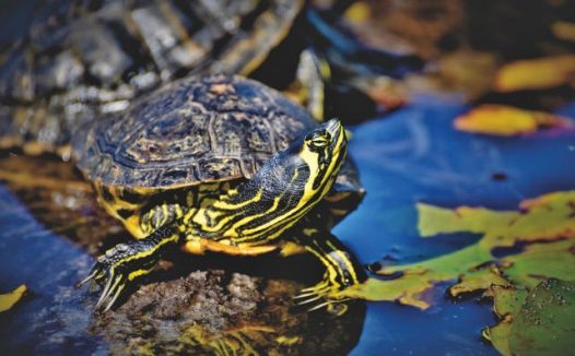 池塘乌龟休息图片