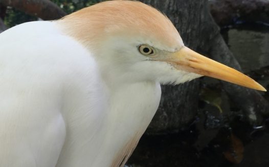 牛背鹭头部特写图片