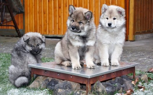 可爱呆萌小猎犬图片