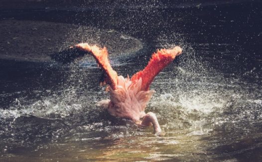 大火烈鸟戏水图片