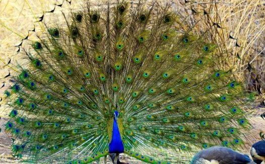 孔雀开屏展翅图片