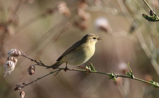 站在树枝上惬意的柳莺图片