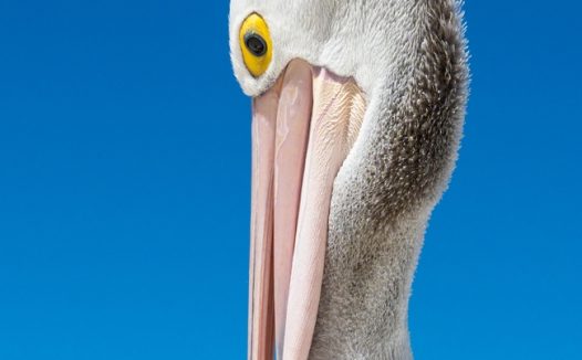 白色澳大利亚鹈鹕水鸟图片