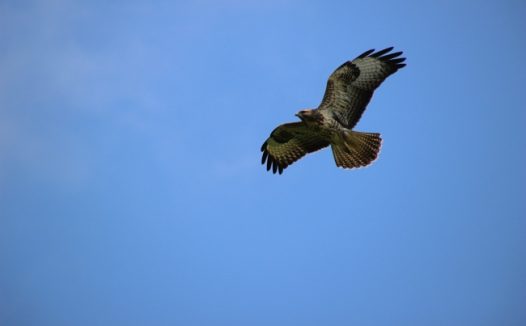 雄鹰飞翔图片