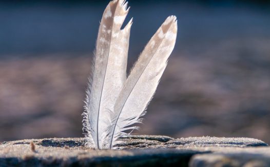 白色羽毛笔直地立在石头上图片