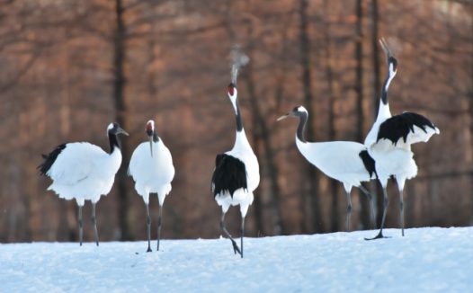 雪地上的白鹤图片