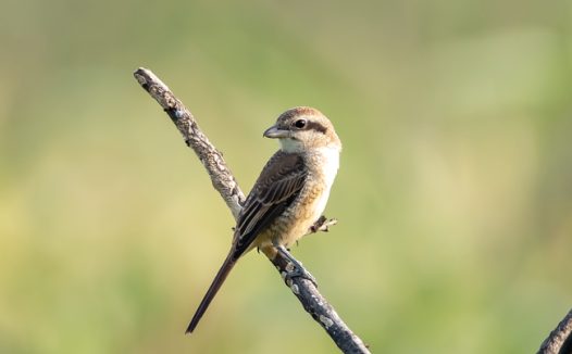 站在干树枝上的伯劳鸟摄影图片