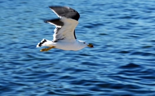 飞越大海的海鸥图片
