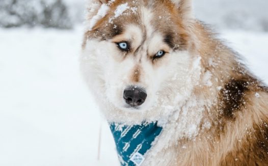 寒雪中的宠物狗图片