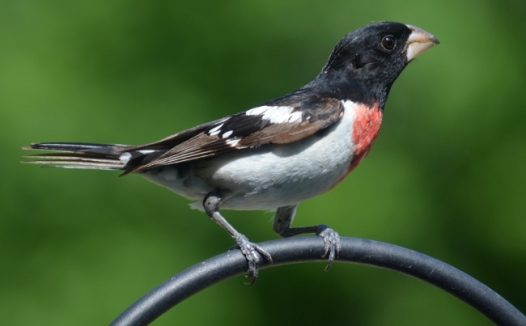 玫胸白斑翅雀鸟图片