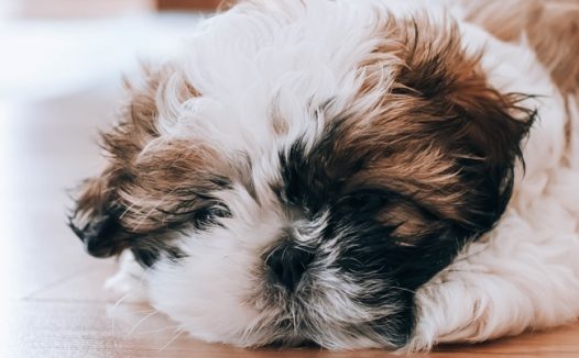 趴在地上无精打采的西施犬图片