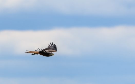 野生黑耳鸢高空飞翔摄影图片