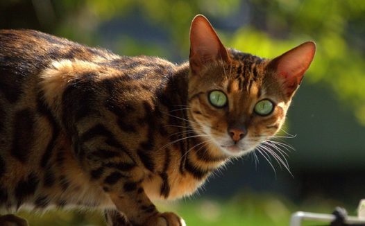 站在石墩上的孟加拉猫图片