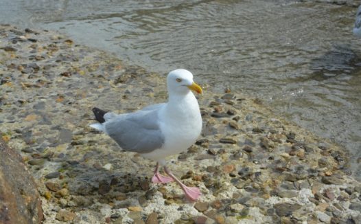 海边行走的海鸥图片