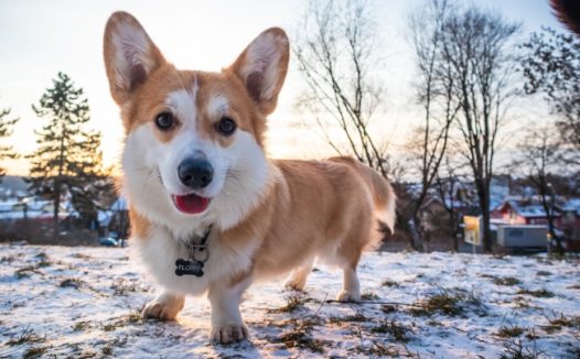 可爱柯基狗图片