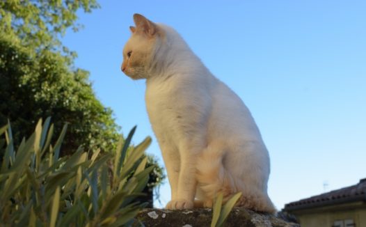 一只白色小猫图片