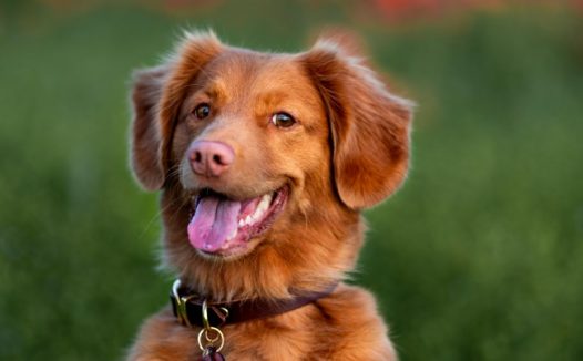 可爱呆萌金毛犬图片