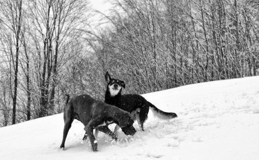 雪地上两只大丹犬图片
