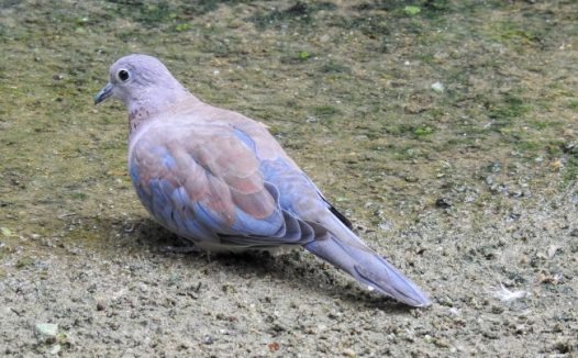 漂亮灰鸽子图片